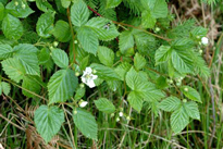 Rubus fruticosus Flora