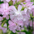 Saponaire Mioulane NewsJardinTV NPM 850328571