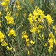 Spartium junceum Mioulane NewsJardinTV XY7S9224