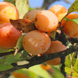 mirabelle fruit maturite Flora