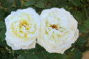 Rose Jeanne Moreau Mioulane NewsJardinTV NPM 2507527207