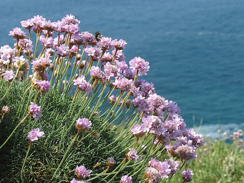 Armeria maritima Flora