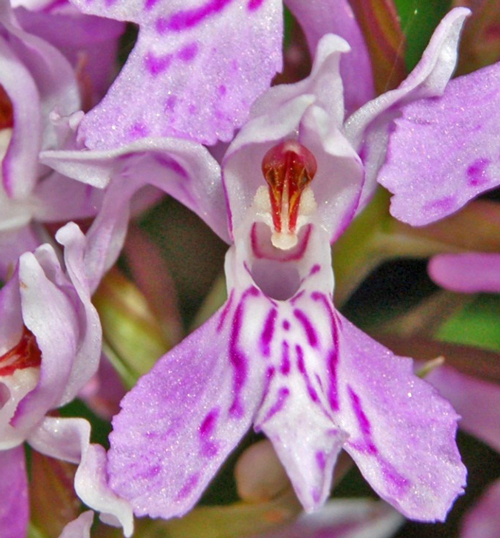 Dactylorhiza maculata