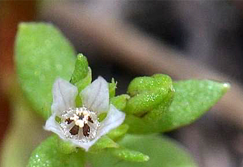 Hoppea dichotoma Flora