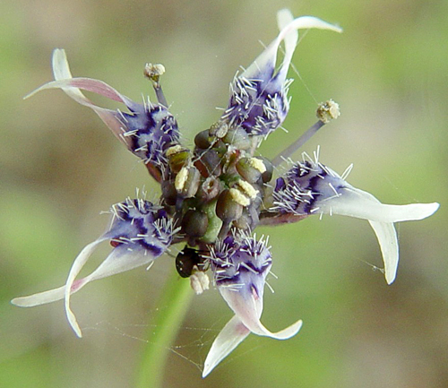 Nigella nigellastrum Flora