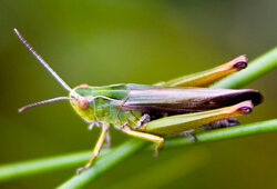 Criquet Omocestus Viridulus Male