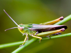 Criquet Omocestus Viridulus Male