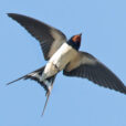 Hirondelle de Cheminee Fauna