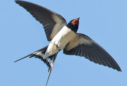 Hirondelle de Cheminee Fauna