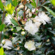 Myrtus communis Mioulane NewsJardinTV NPM 719513540