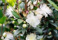 Myrtus communis Mioulane NewsJardinTV NPM 719513540