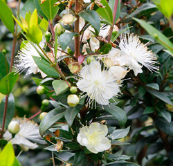 Myrtus communis Mioulane NewsJardinTV NPM 719513540
