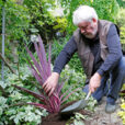 Plantation Cordyline Mioulane NewsJardinTV NPM 2507527644