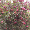 Pomme Starking Mioulane NewsJardinTV 62625151