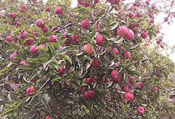 Pomme Starking Mioulane NewsJardinTV 62625151