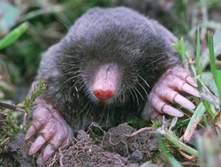 Taupe commune Bradley