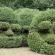 Topiaire Sericourt Mioulane NewsJardinTV NPM 2507526072