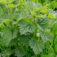 Urtica dioica ortie Mioulane NewsJardinTV NPM 90290804