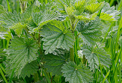 Urtica dioica ortie Mioulane NewsJardinTV NPM 90290804