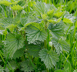 Urtica dioica ortie Mioulane NewsJardinTV NPM 90290804