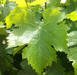 Vigne feuille Flora