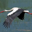 Cigogne vol Fauna