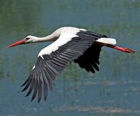 Cigogne vol Fauna