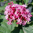 Clorodendrum bungei Mioulane NewsJardinTV NPM 85006172
