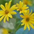 Helianthus tuberosus Topinambous Bebeau