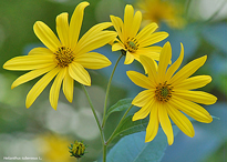 Helianthus tuberosus Topinambous Bebeau