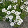 Iberis sempervirens Mioulane NewsJardinTV NPM 84940001