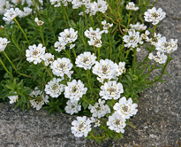 Iberis sempervirens Mioulane NewsJardinTV NPM 84940001