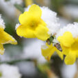 Jasminum nudiflorum Mioulane NewsJardinTV NPM 850278165