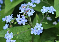 Myosotis Flora