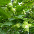 Noisette Corylus avellana Flora
