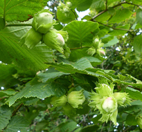 Noisette Corylus avellana Flora