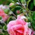 Oidium rosier Mioulane NewsJardinTV NPM 2507525277