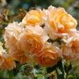 Rosier Patrick Mioulane NewsJardinTV NPM 719512838