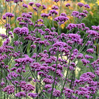 Verbena banariensis Flora