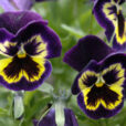 Viola wittrockiana Pensee Ultima Baron Pasquel LPBJ NPA 060505487