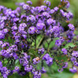 heliotropium arborescens Flora