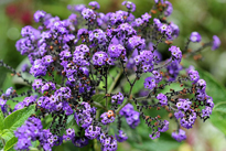 heliotropium arborescens Flora