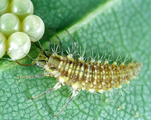 Chrysope larve Luue Bio Fauna