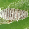 Cochenille Vyburgia Fauna