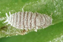 Cochenille Vyburgia Fauna