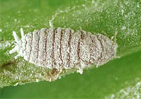 Cochenille Vyburgia Fauna