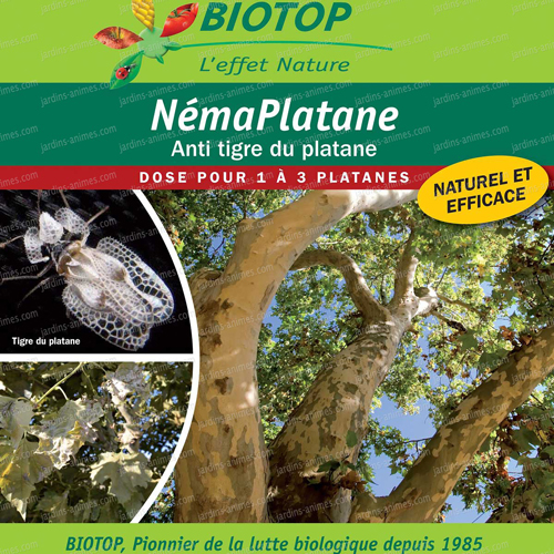 NemaPlatane nematode tigre platane