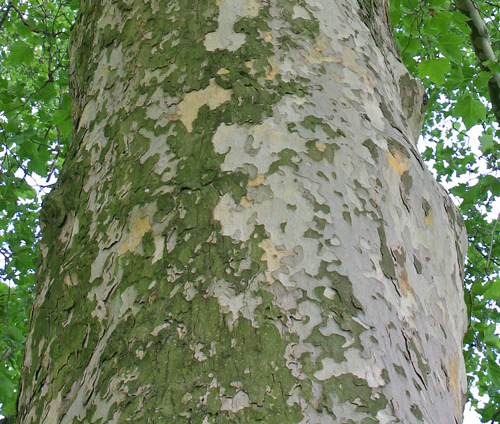 Platanus acerifolia tronc Mioulane NewsJardinTV 231335421