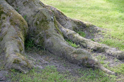 Fagus sylvatica Racines Mioulane NewsJardinTV NPM 850383569