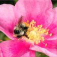 Bourdon Butine rose Flora
